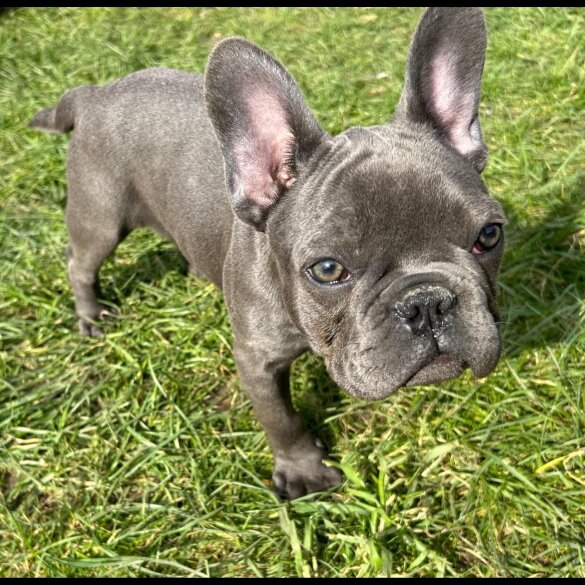 French Bulldog - Bitches
