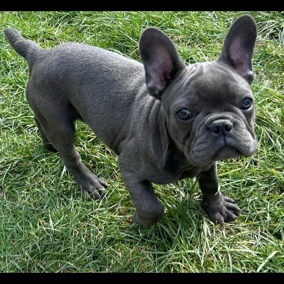 French Bulldog - Bitches