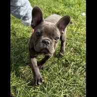 French Bulldog - Bitches