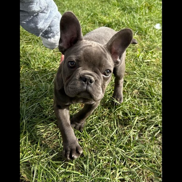 French Bulldog - Bitches