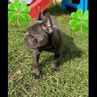 French Bulldog - Bitches