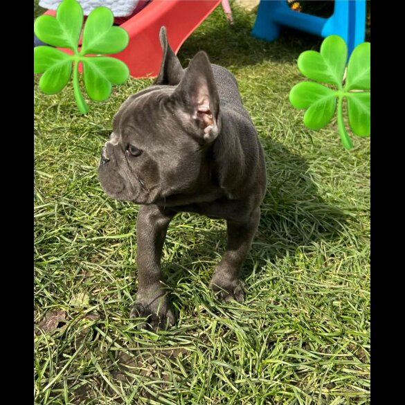 French Bulldog - Bitches