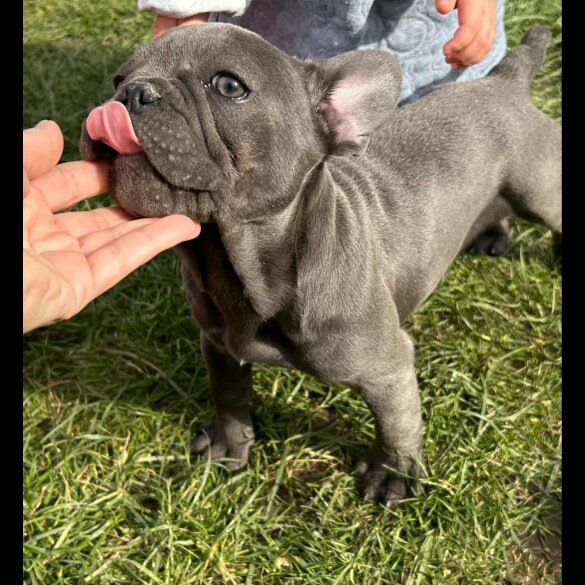 French Bulldog - Bitches