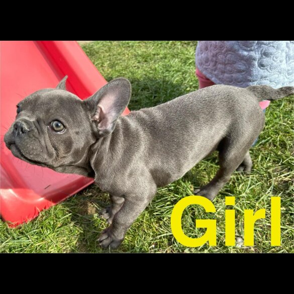 French Bulldog - Bitches