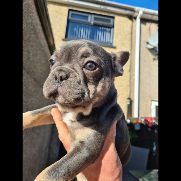 French Bulldog - Both