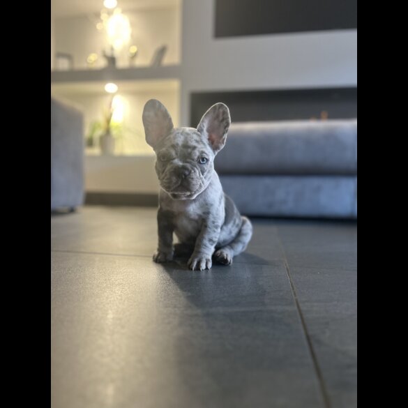French Bulldog - Both