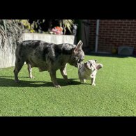 French Bulldog - Both