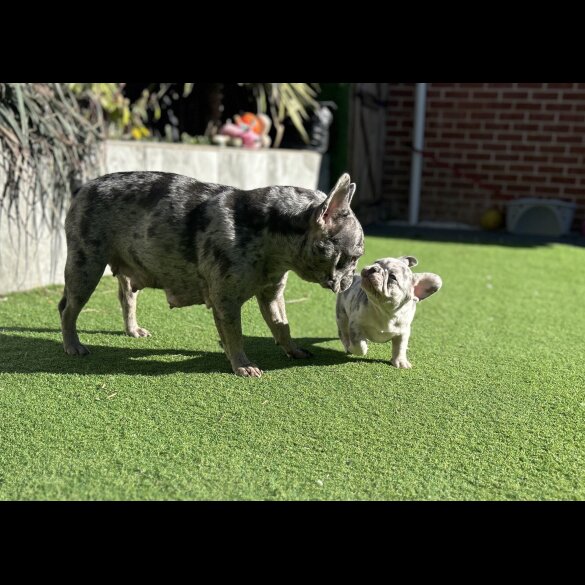 French Bulldog - Both