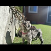 French Bulldog - Both