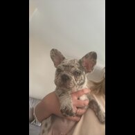 French Bulldog - Both
