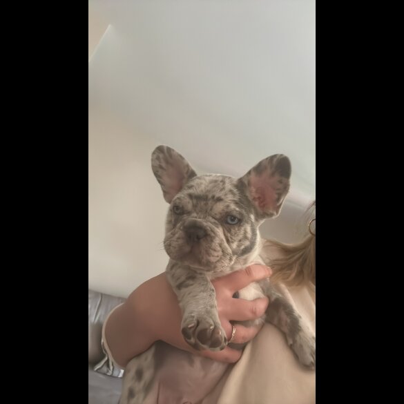 French Bulldog - Both
