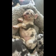 French Bulldog - Both