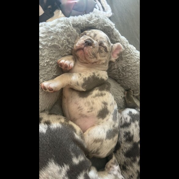 French Bulldog - Both