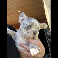 French Bulldog - Both