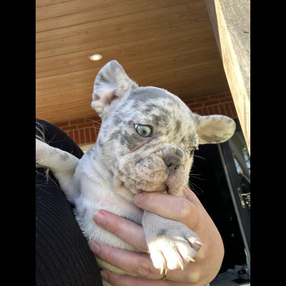 French Bulldog - Both