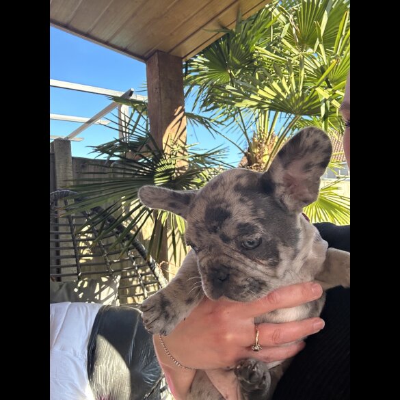 French Bulldog - Both