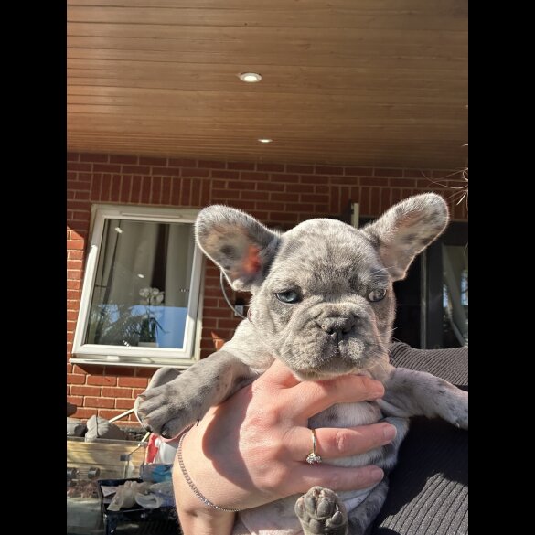 French Bulldog - Both