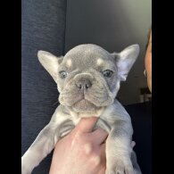 French Bulldog - Both