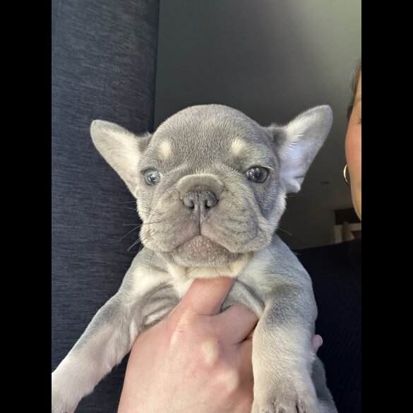 French Bulldog - Both