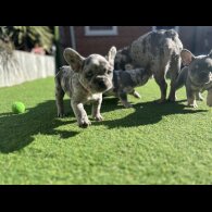 French Bulldog - Both
