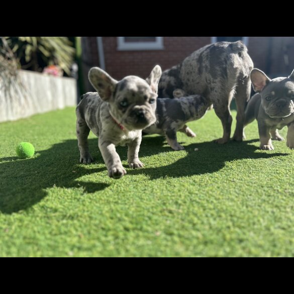 French Bulldog - Both