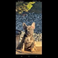French Bulldog - Both