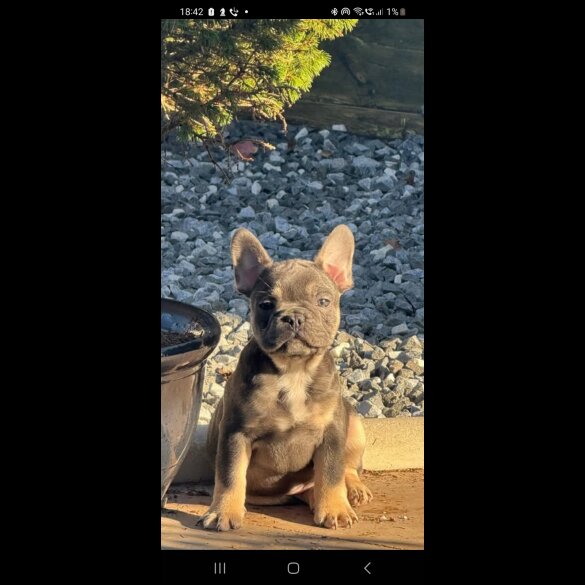 French Bulldog - Both