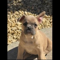 French Bulldog - Both