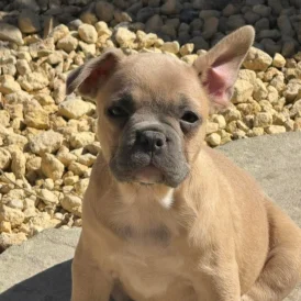 French Bulldog - Bitches