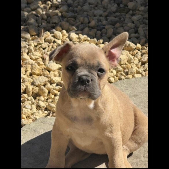 French Bulldog - Both