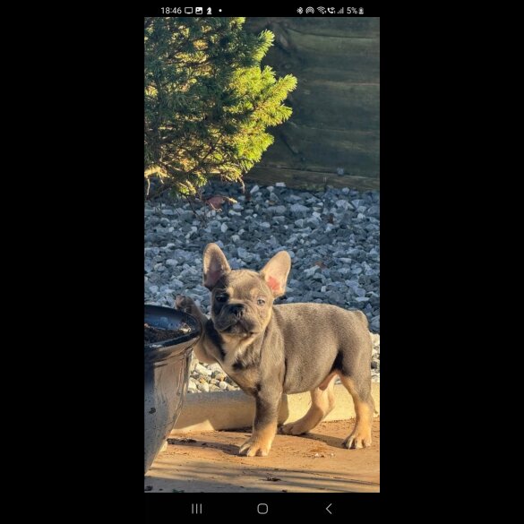 French Bulldog - Both