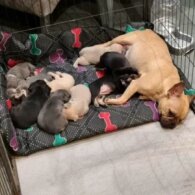 French Bulldog - Both