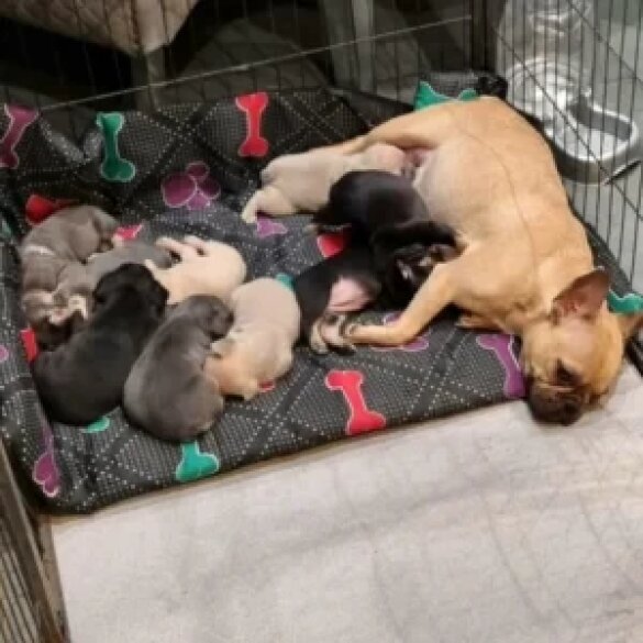 French Bulldog - Both
