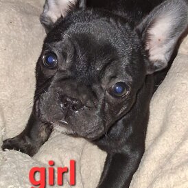 French Bulldog - Both