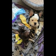 French Bulldog - Bitches