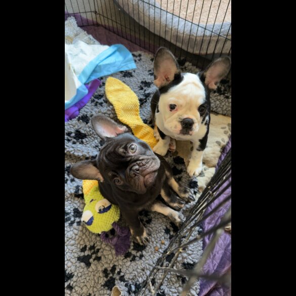 French Bulldog - Bitches
