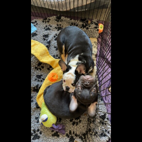 French Bulldog - Bitches