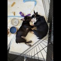 French Bulldog - Bitches