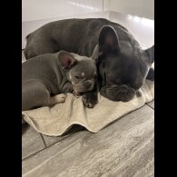 French Bulldog - Both