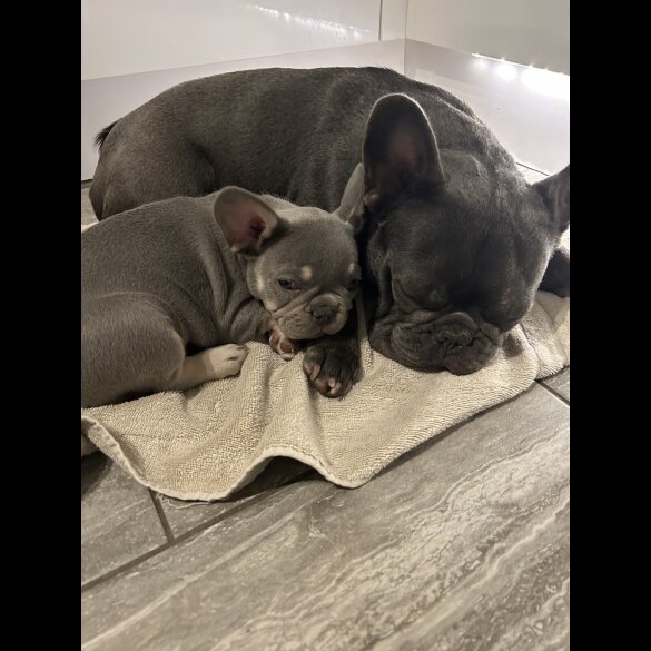 French Bulldog - Both