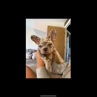 French Bulldog - Both