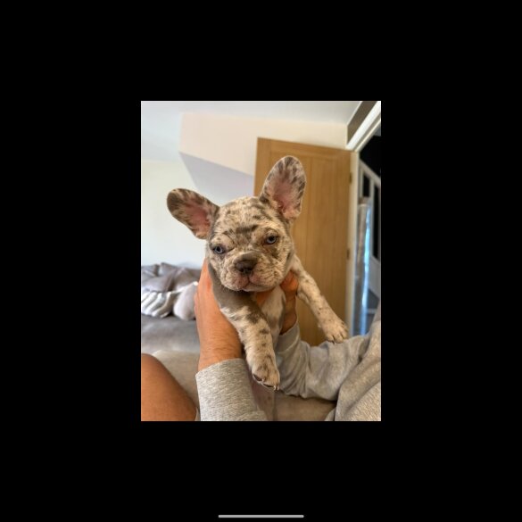 French Bulldog - Both