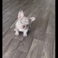 French Bulldog - Both