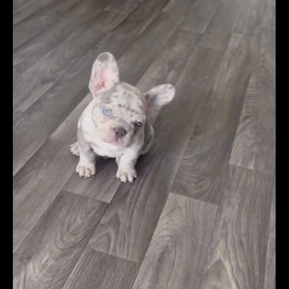 French Bulldog - Both