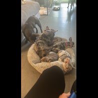 French Bulldog - Both