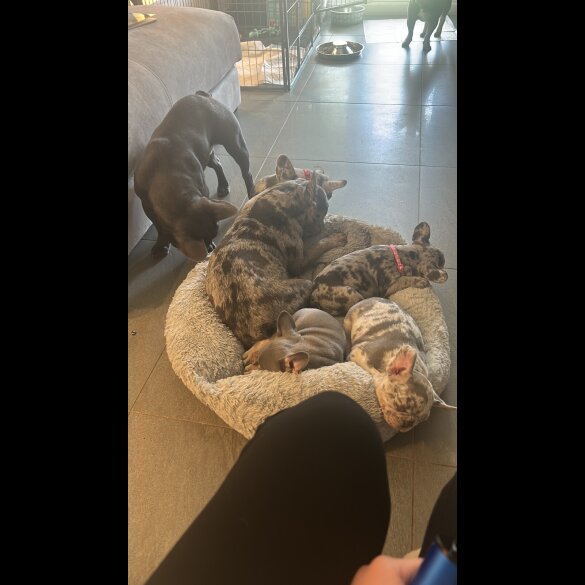 French Bulldog - Both