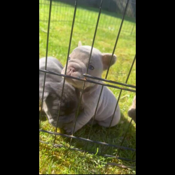 French Bulldog - Both