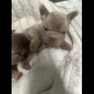 French Bulldog - Both