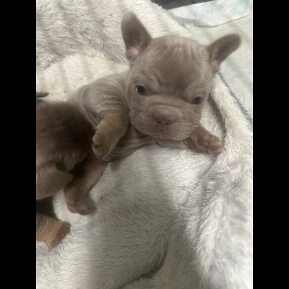 French Bulldog - Both