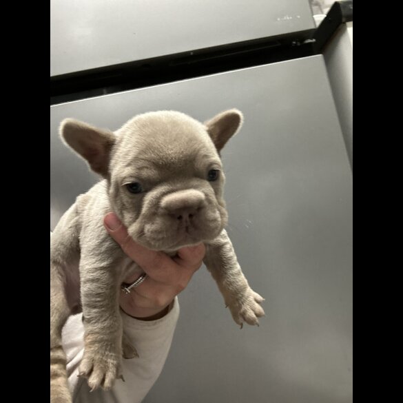 French Bulldog - Both
